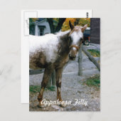 Carte Postale "Daisy" Appaloosa Filly (Devant / Derrière)