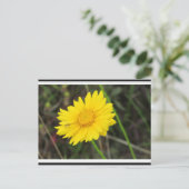 Carte Postale Daisy avec Bee Postcard (Debout devant)
