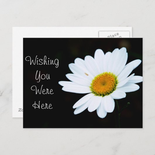 Carte postale Daisy - Customisez-le (Devant / Derrière)