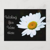 Carte postale Daisy - Customisez-le (Devant)