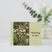 Carte Postale Daisy, Daisy (Debout devant)