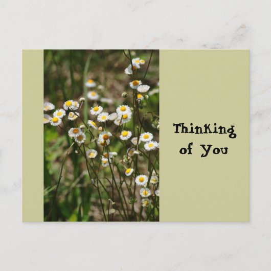 Carte Postale Daisy, Daisy (Devant)