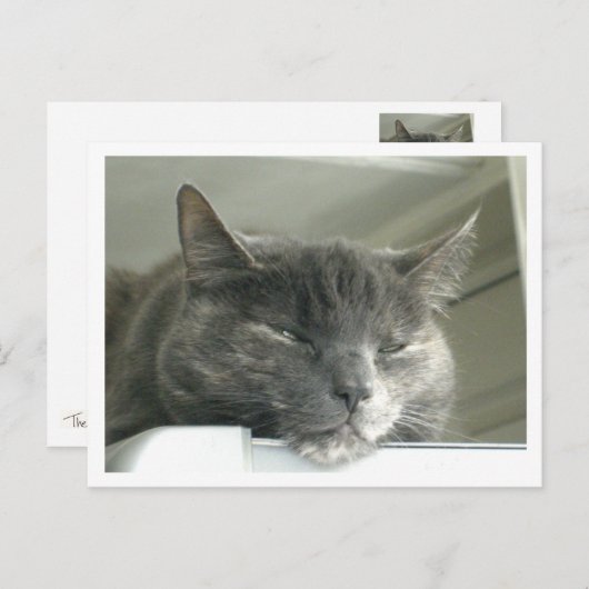 Carte Postale Daisy Dormir (Devant / Derrière)