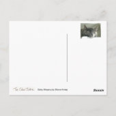 Carte Postale Daisy Dormir (Dos)