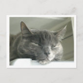 Carte Postale Daisy Dormir (Devant)