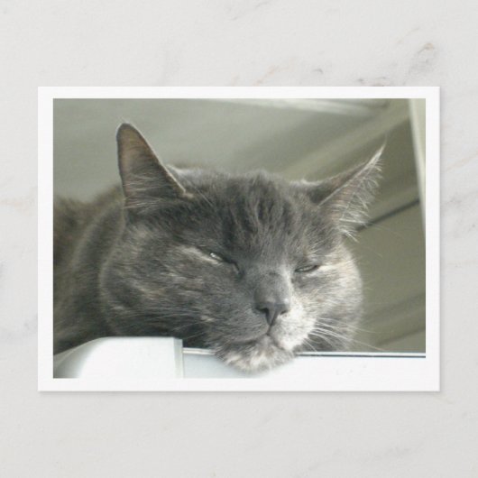 Carte Postale Daisy Dormir (Devant)