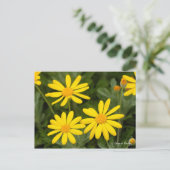 Carte Postale Daisy Euryops [Carte postale] (Debout devant)
