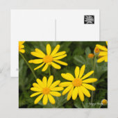 Carte Postale Daisy Euryops [Carte postale] (Devant / Derrière)