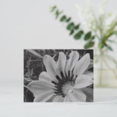 Carte postale Daisy Flower (Debout devant)