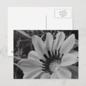Carte postale Daisy Flower (Devant / Derrière)