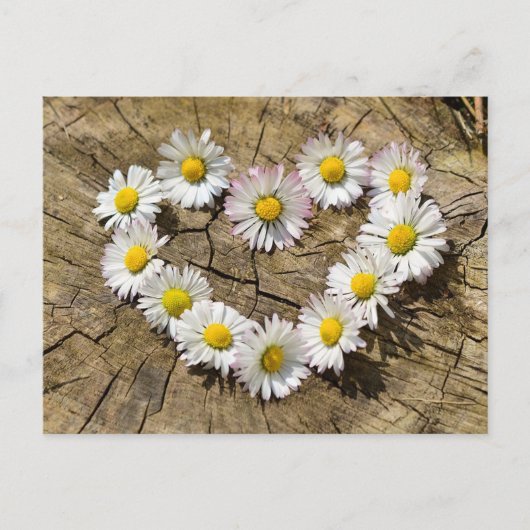 Carte Postale Daisy Heart (Devant)