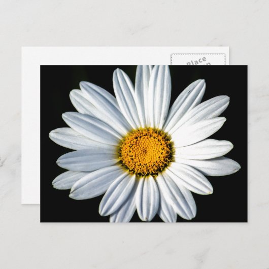 Carte postale Daisy Mae (Devant / Derrière)