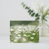 Carte Postale Daisy Meadow (Debout devant)