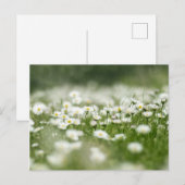 Carte Postale Daisy Meadow (Devant / Derrière)
