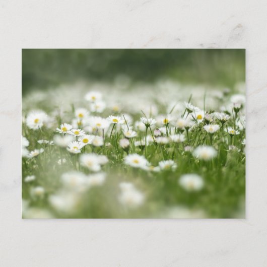 Carte Postale Daisy Meadow (Devant)