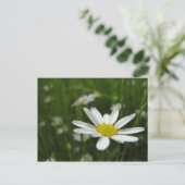 Carte Postale Daisy Meadow (Debout devant)