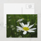 Carte Postale Daisy Meadow (Devant / Derrière)