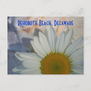 Carte postale Daisy Rehoboth Beach
