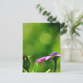 Carte Postale Daisy Sur Mon Balcon (Debout devant)