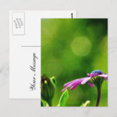 Carte Postale Daisy Sur Mon Balcon (Devant / Derrière)