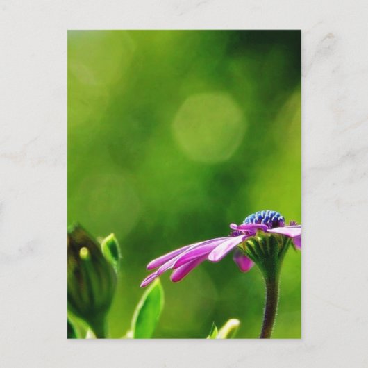 Carte Postale Daisy Sur Mon Balcon (Devant)
