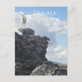 Carte Postale Dall Sheep Atop Mount Wright, Denali NP, Alaska (Devant)