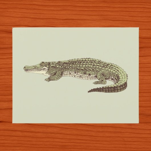 Carte postale d'alligator