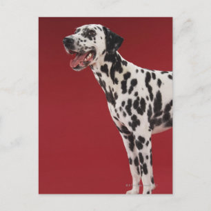 Carte Postale Dalmatien
