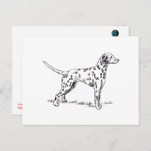 Carte Postale Dalmatien (Devant / Derrière)