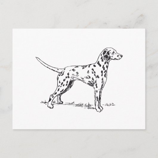 Carte Postale Dalmatien (Devant)