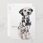 Carte Postale Dalmatien (Devant / Derrière)