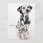 Carte Postale Dalmatien (Devant)