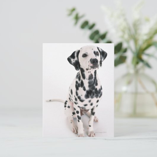 Carte Postale Dalmatien (Debout devant)