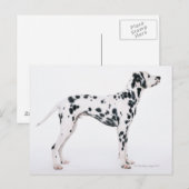 Carte Postale Dalmatien 3 (Devant / Derrière)
