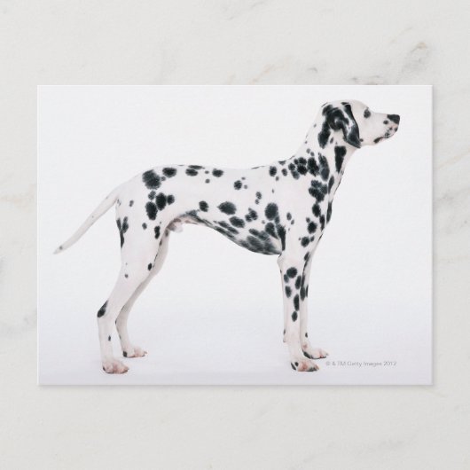 Carte Postale Dalmatien 3 (Devant)