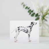 Carte Postale Dalmatien 3 (Debout devant)