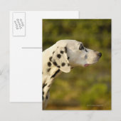 Carte Postale Dalmatien 4 (Devant / Derrière)