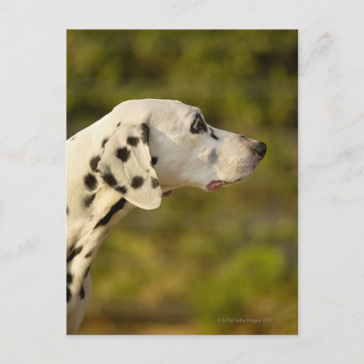 Carte Postale Dalmatien 4 (Devant)