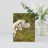 Carte Postale Dalmatien 4 (Debout devant)