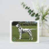 Carte Postale Dalmatien 9T085D-119 (Debout devant)