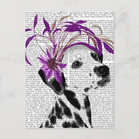 Carte Postale Dalmatien Avec Fascinateur Violet (Devant)