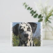 Carte postale Dalmatienne (Debout devant)