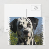 Carte postale Dalmatienne (Devant / Derrière)