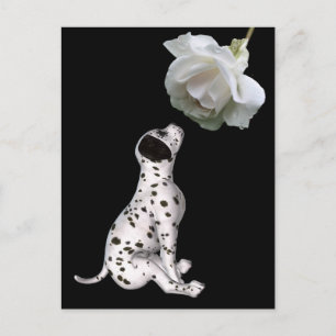 Carte Postale Dalmatienne Puppy Et Rose Blanche