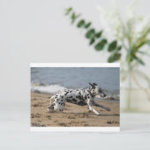 Carte Postale Dalmation (Debout devant)