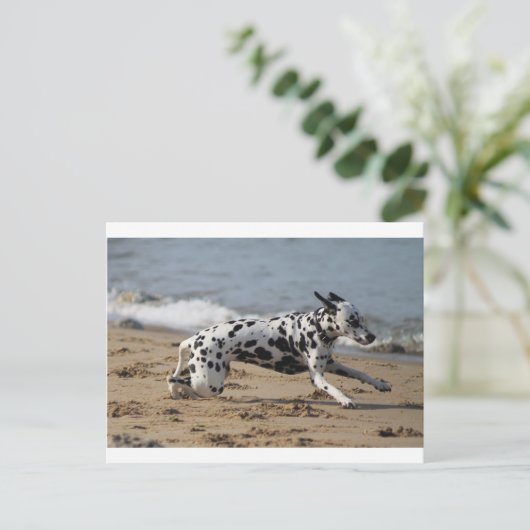 Carte Postale Dalmation (Debout devant)
