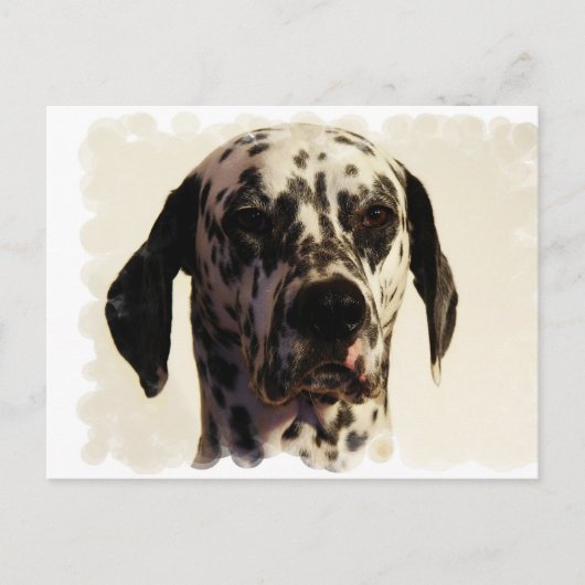 Carte postale Dalmation Dog (Devant)