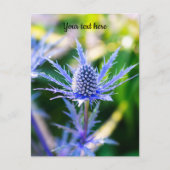 Carte postale d'Alpen Mannstreu (Devant)