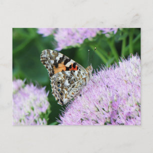 Carte Postale Dame Écarlate Douce