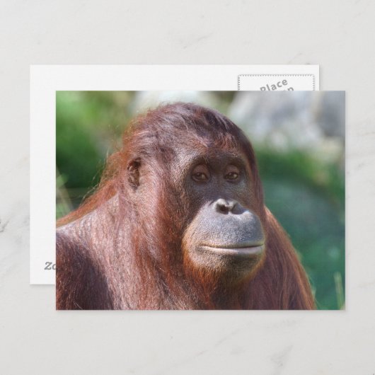 Carte Postale Dame Orangoutan (Devant / Derrière)